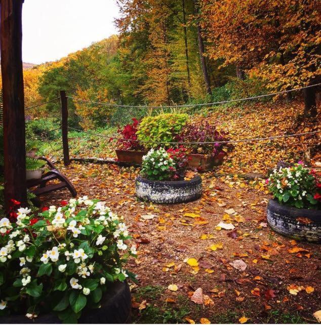 Bed and Breakfast House In The Woods Resita Esterno foto
